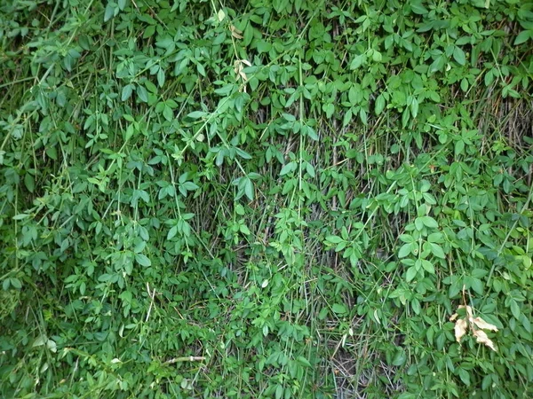 Зеленые Листья Фона Природа Лес Красивый Парк — стоковое фото