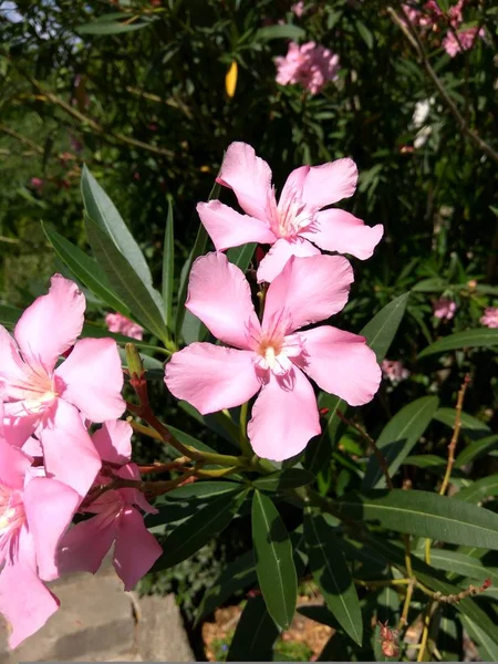 Schöner Blumengarten Mit Bunten Blumen Und Blättern Hintergrund Natur — Stockfoto