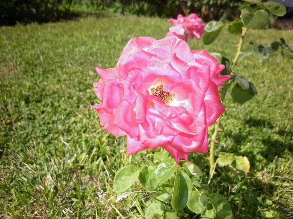 Belas Rosas Cor Rosa Jardim Botânico Das Rosas Rosa — Fotografia de Stock