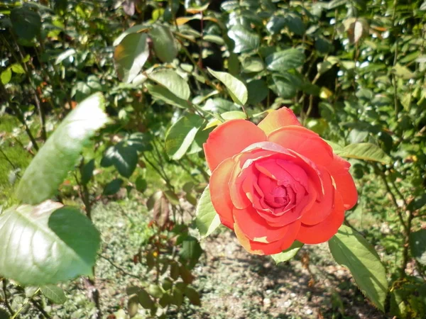 Beautiful Red Roses Botanical Garden Red Roses — Stock Photo, Image