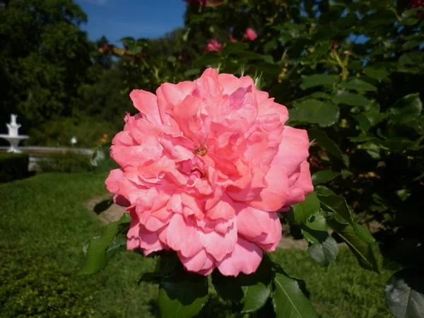 Schöne Rosa Rosen Botanischen Garten Der Rosa Rosen — Stockfoto