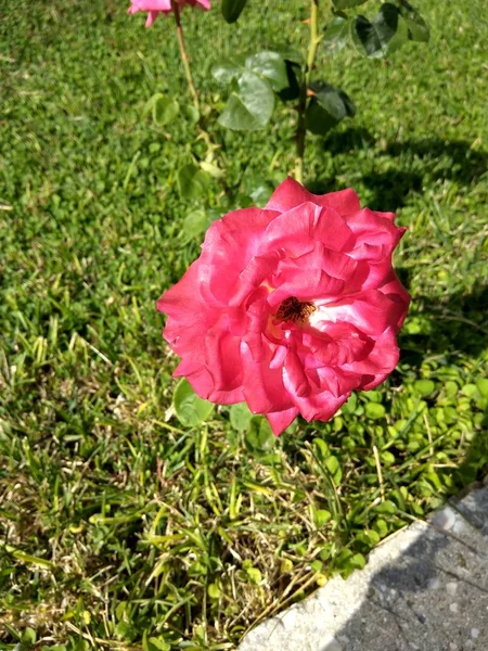 Schöne Rote Rosen Botanischen Garten Der Roten Rosen — Stockfoto