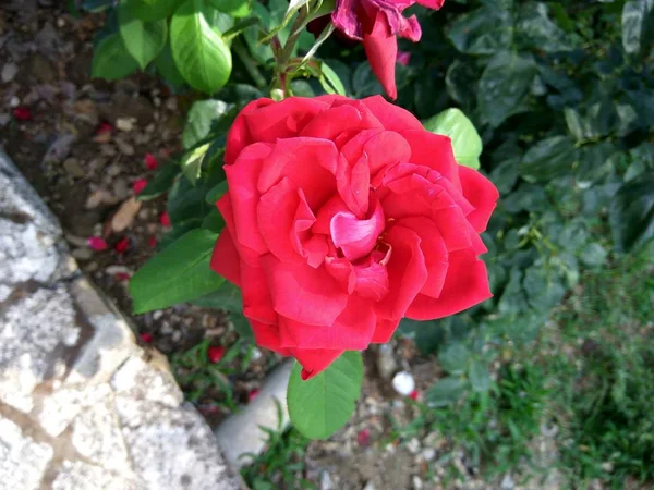 Schöne Rote Rosen Botanischen Garten Der Roten Rosen — Stockfoto