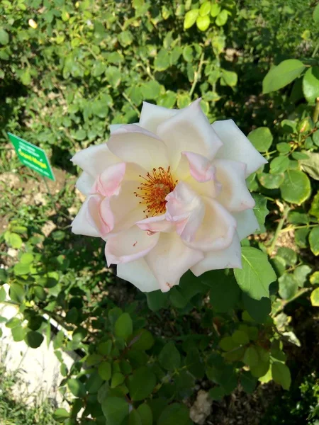 Beautiful White Roses Botanical Garden White Roses — Stock Photo, Image