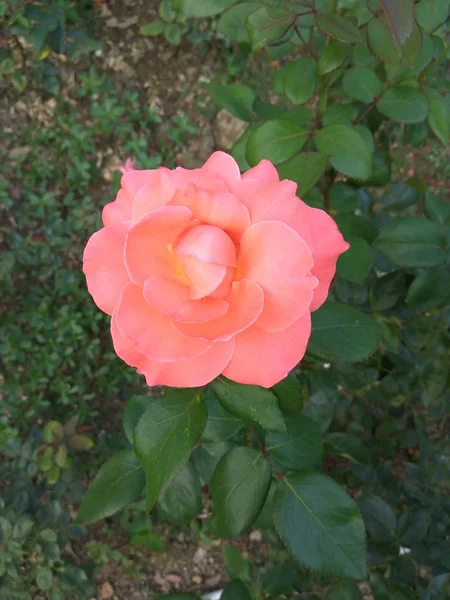 Schöne Und Zartrosa Rosen Botanischen Garten Der Rosa Rosen — Stockfoto