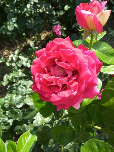 Beautiful pink roses in the botanical garden of pink roses