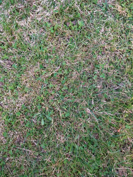 Natural background. Nature spring texture. Closeup of grass. Background texture. Green floor background. Fresh and old green grass. Green grass field. — Stock Photo, Image