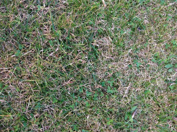 Natuurlijke achtergrond. Natuur lente textuur. Close-up van gras. Achtergrond textuur. Groene vloer achtergrond. Vers en oud groen gras. Groen grasveld. — Stockfoto