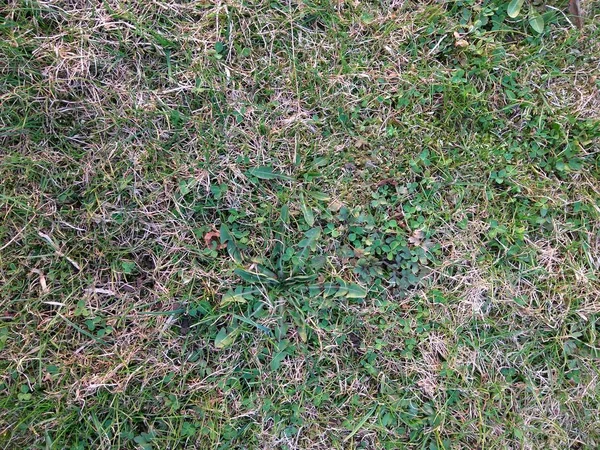 자연스러운 배경. 자연 봄 질감입니다. 잔디의 클로즈업. 배경 텍스처입니다. 녹색 바닥 배경입니다. 신선하고 오래된 녹색 잔디. 녹색 잔디 필드. — 스톡 사진