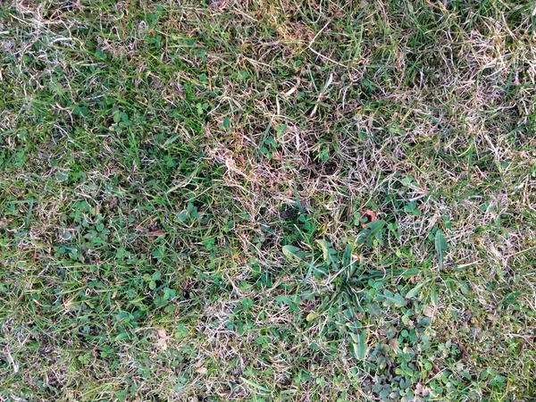 Fondo natural. Textura primavera naturaleza. Primer plano de la hierba. Textura de fondo. Fondo de piso verde. Hierba verde fresca y vieja. Campo de hierba verde . —  Fotos de Stock