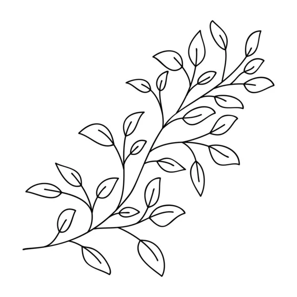 Handritade blad och gren isolerad på vitt. Doodle björklöv för design. Vektorillustration. Botaniskt tryck. Organisk naturlig form. Isolerad björkgren. Vektorgrafik