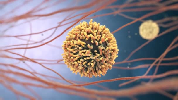 Beyaz Kan Hücrelerinin Animasyon Lökosit Veya Leucocytes Denir — Stok video