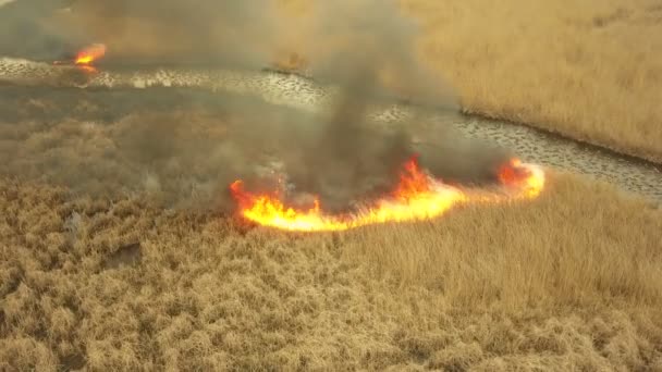 ドナウ デルタの植生火災 空中眺め — ストック動画