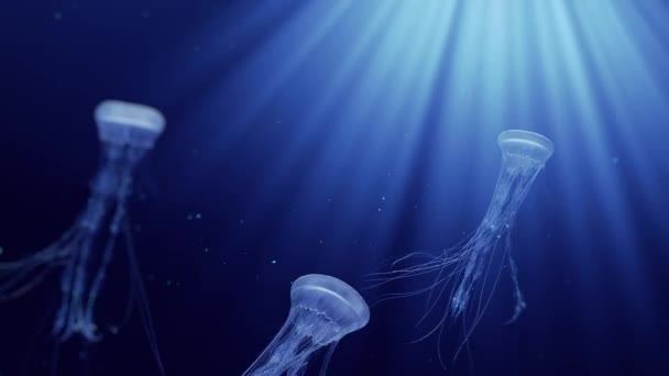 Animation Jellyfishes Swimming Deep Ocean — Stock Video