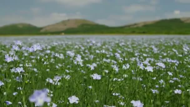 Tuna Deltası Nda Çiçek Açan Keten Tarlası — Stok video