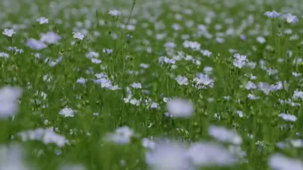 ドナウデルタで咲く亜麻畑 — ストック動画