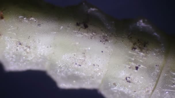 Larwy Muchy Żurawia Pod Mikroskopem — Wideo stockowe
