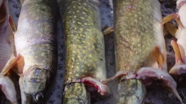 多瑙河三角洲盐床上的传统烤鱼 — 图库视频影像