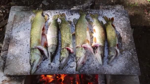Παραδοσιακά Ψημένα Ψάρια Ένα Στρώμα Αλατιού Στο Δέλτα Του Δούναβη — Αρχείο Βίντεο