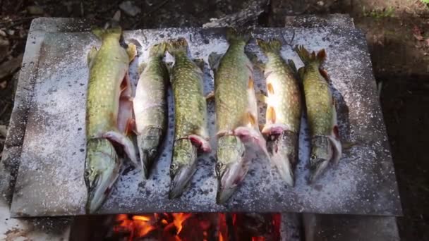 Traditional Baked Fish Bed Salt Danube Delta — Stock Video