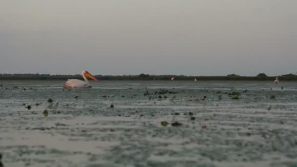 ドナウデルタの夜明けに偉大な白いペリカン — ストック動画