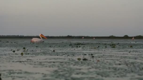 Grandi Pellicani Bianchi All Alba Nel Delta Del Danubio — Video Stock