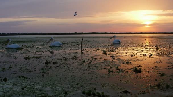 Grandes Pelicanos Brancos Amanhecer Delta Danúbio — Vídeo de Stock
