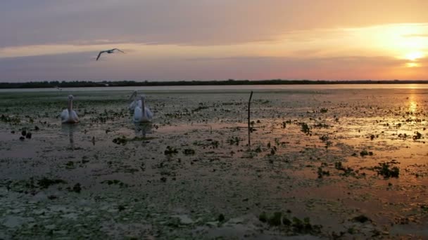 Grands Pélicans Blancs Aube Dans Delta Danube — Video