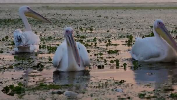 Grandes Pelícanos Blancos Amanecer Delta Del Danubio — Vídeos de Stock