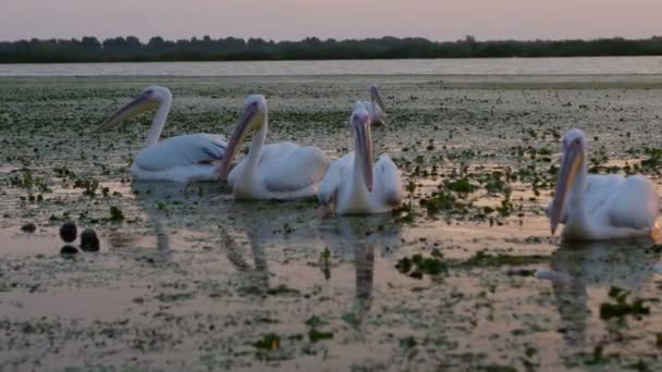 Grote Witte Pelikanen Bij Dageraad Donau Delta — Stockvideo