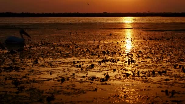 Silhuetas Grandes Pelicanos Brancos Nascer Sol Delta Danúbio — Vídeo de Stock