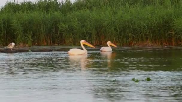 Grandi Pellicani Bianchi All Alba Nel Delta Del Danubio — Video Stock