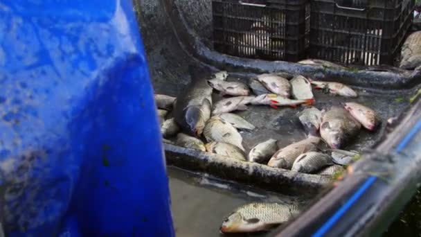 Pesce Appena Pescato Nel Delta Del Danubio — Video Stock