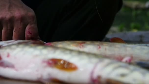 Fischer Putzen Und Schneiden Frischen Fisch — Stockvideo