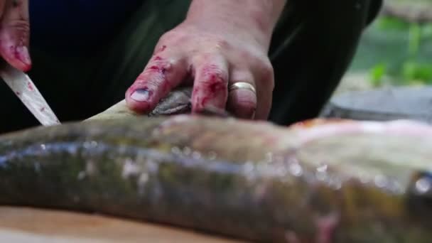 Fisherman Cleaning Cutting Fresh Fish — Stock Video