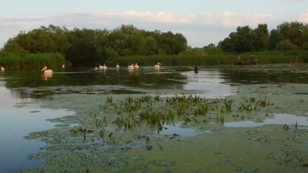 Delta Del Danubio Rumania Junio 2019 Pescadores Revisando Redes Amanecer — Vídeos de Stock