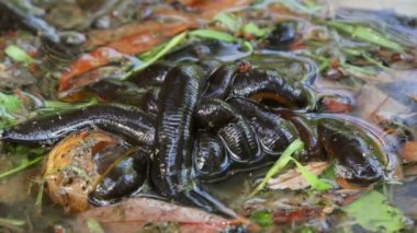 Tuna Deltası'nda sülükdolu bataklık