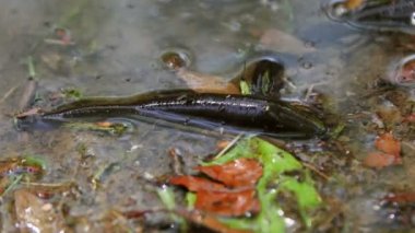 Tuna Deltası'nda sülükdolu bataklık