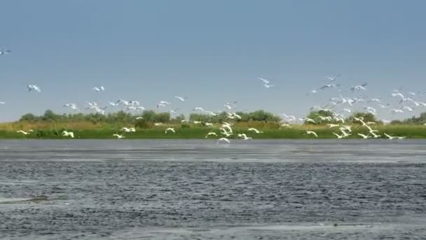 Зграя Білих Лебедів Польоті — стокове відео