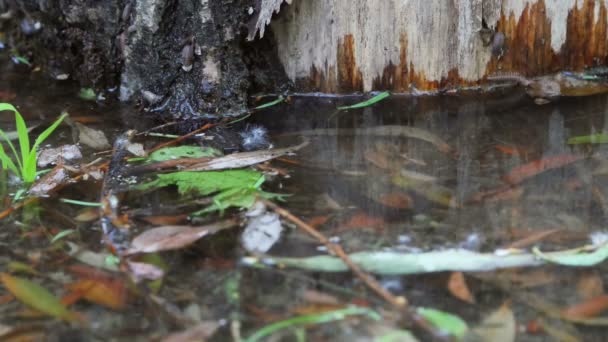 Tree Trunks Swamp Water Full Leeches — Stock Video