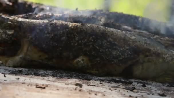 Peixe Cozido Forno Tradicional Uma Cama Sal Delta Danúbio — Vídeo de Stock