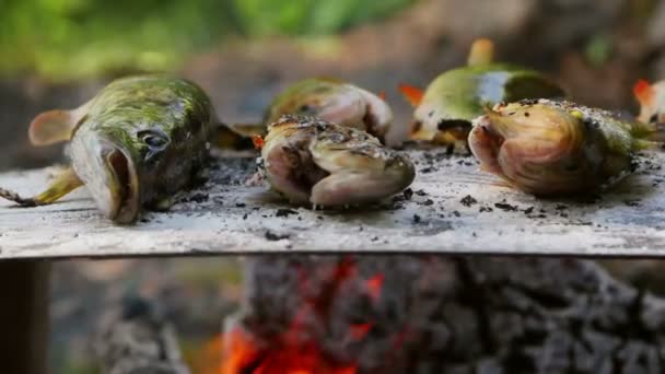 Traditioneller Backfisch Auf Einem Salzbett Donaudelta — Stockvideo