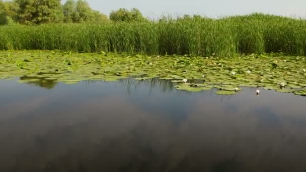Humedales Del Delta Del Danubio Movimiento — Vídeos de Stock