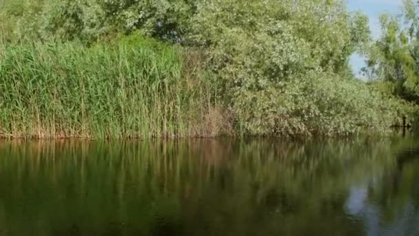 Donaudelta Feuchtgebiete Bewegung — Stockvideo