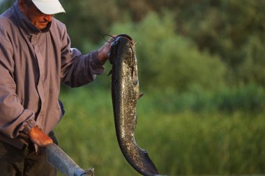 Tuna Deltası, Romanya - 16 Haziran 2019: Tuna Deltası balıkçısı günün avını gururla gösteriyor