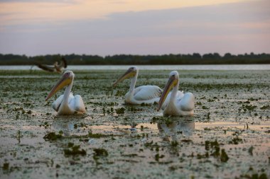 Tuna Deltası'nda şafakvakti büyük beyaz pelikanlar