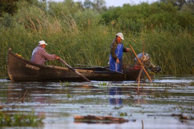 Tuna Deltası, Romanya - 16 Haziran 2019: Tuna Deltası'nda şafak vakti ağları kontrol ediyor