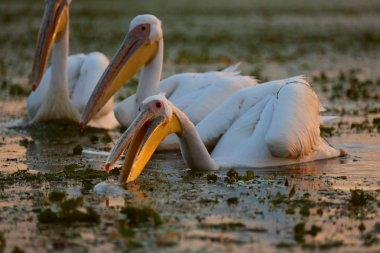 Tuna Deltası'nda şafakvakti büyük beyaz pelikanlar