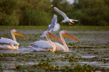 Tuna Deltası'nda şafakvakti büyük beyaz pelikanlar