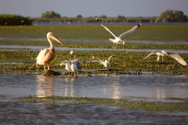 Tuna Deltası'nda şafakvakti büyük beyaz pelikan